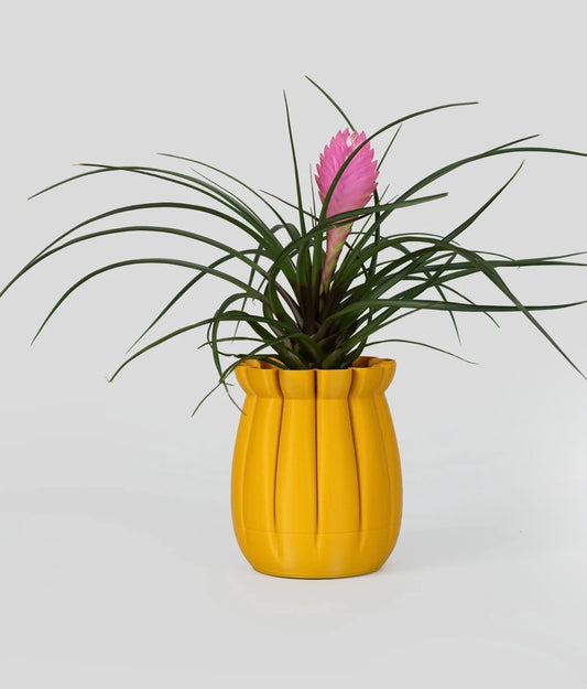 Daphne planter Cyrc